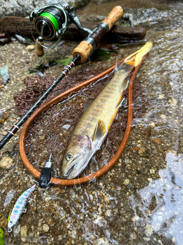 イワナの釣果