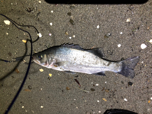 セイゴ（ヒラスズキ）の釣果