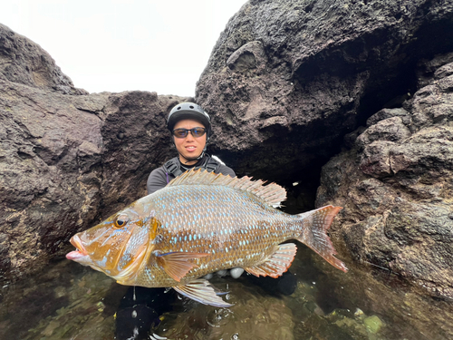 タマンの釣果