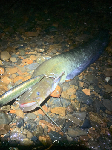 マナマズの釣果