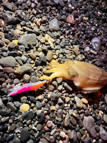 コウイカの釣果