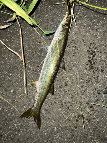 カマスの釣果