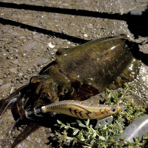 アオリイカの釣果