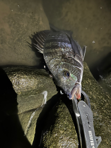 チヌの釣果