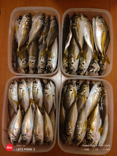 アジの釣果