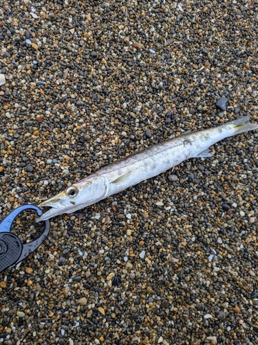 ヤマトカマスの釣果