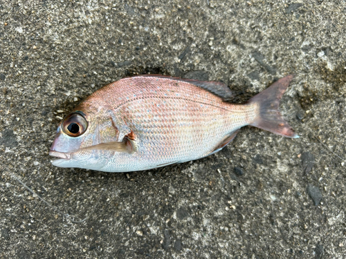 チャリコの釣果