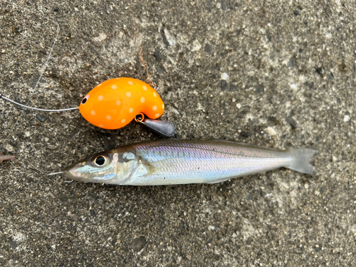 シロギスの釣果