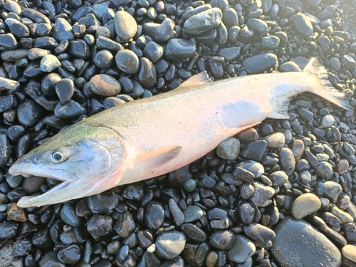 アキアジの釣果