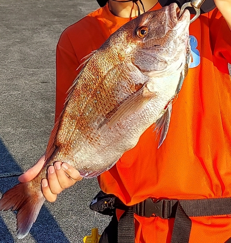 マダイの釣果