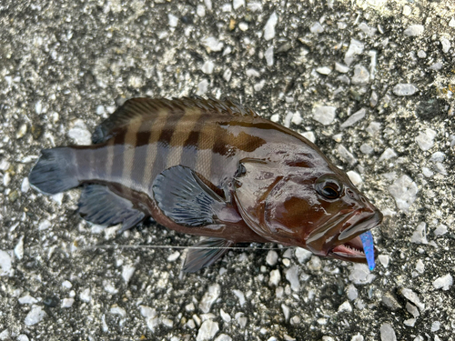 ヤミハタの釣果