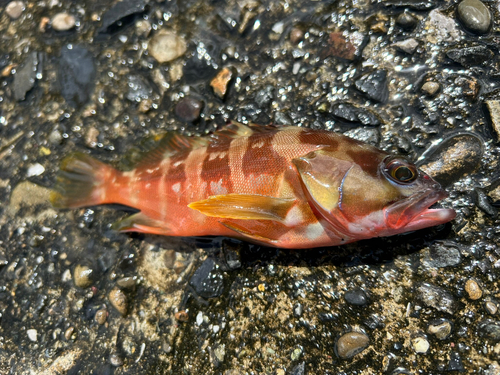 アカハタの釣果