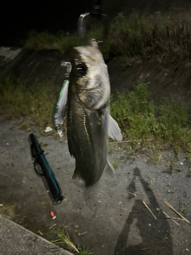 セイゴ（マルスズキ）の釣果