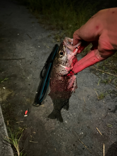 セイゴ（マルスズキ）の釣果