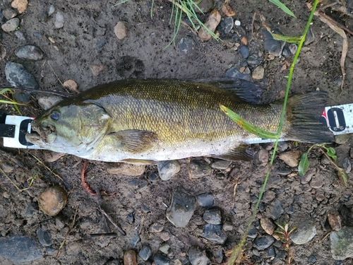 スモールマウスバスの釣果