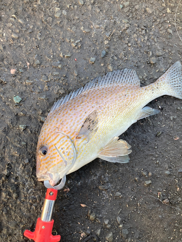 セイゴ（ヒラスズキ）の釣果