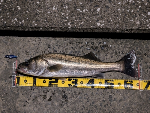 シーバスの釣果