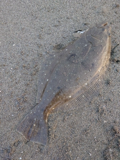 ヒラメの釣果