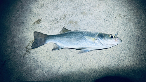 表浜名湖