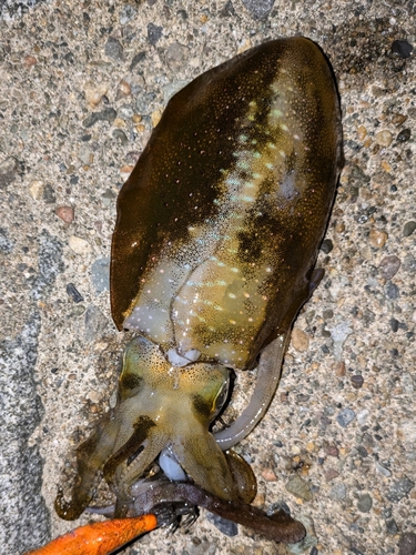 アオリイカの釣果