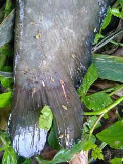 ナマズの釣果