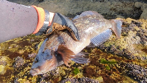 アイナメの釣果