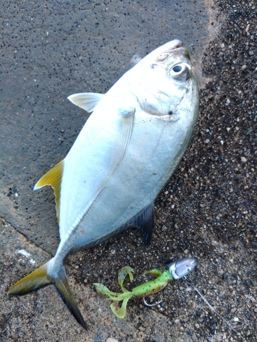 メッキの釣果