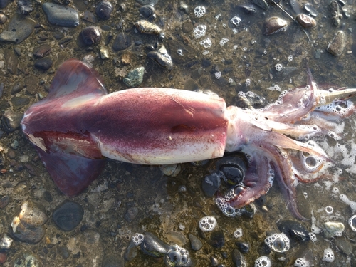 イカの釣果