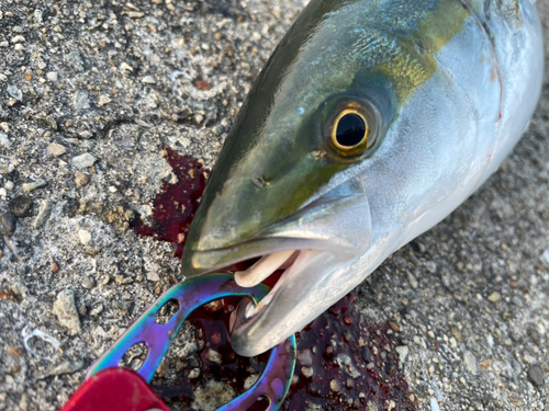 ハマチの釣果