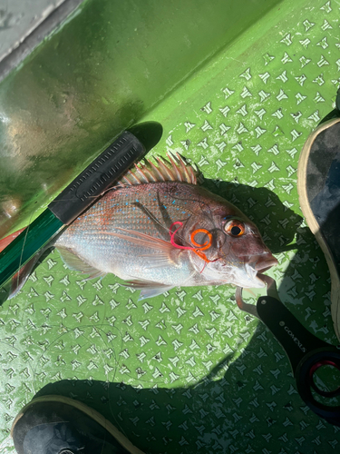 マダイの釣果