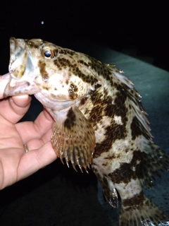 タケノコメバルの釣果