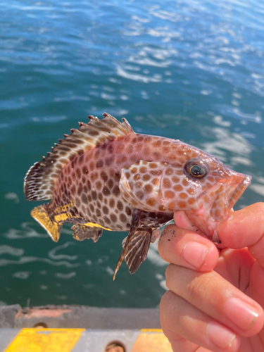 オオモンハタの釣果