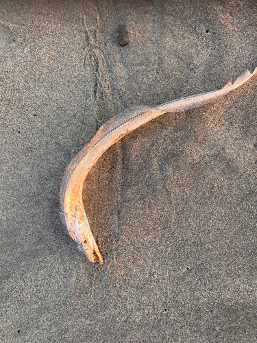 タチウオの釣果