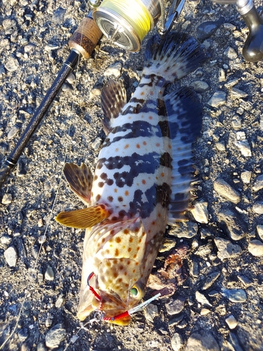 チャイロマルハタの釣果