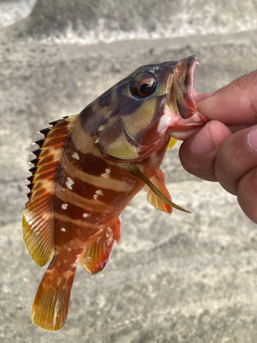 アカハタの釣果