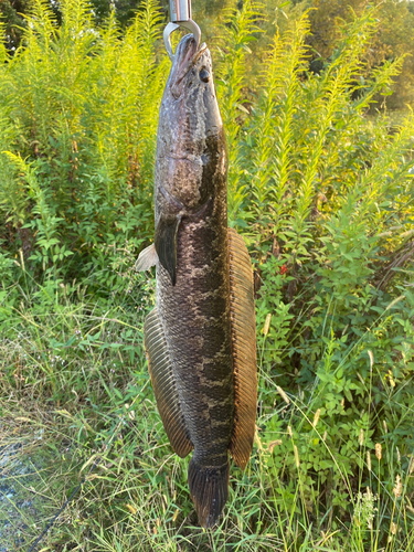 ライギョの釣果