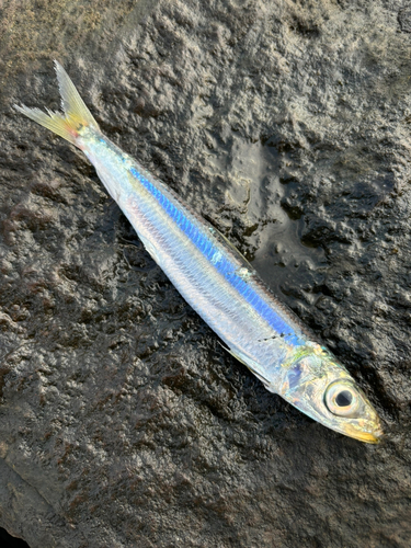 ウルメイワシの釣果