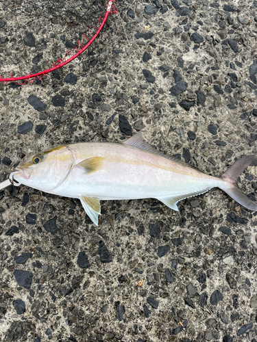 カンパチの釣果