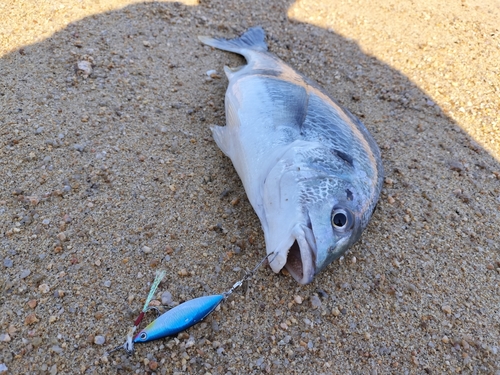 キビレの釣果