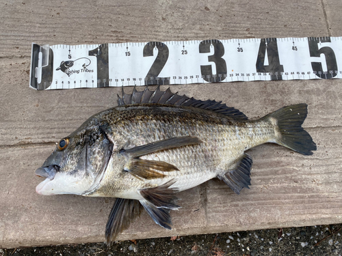 クロダイの釣果