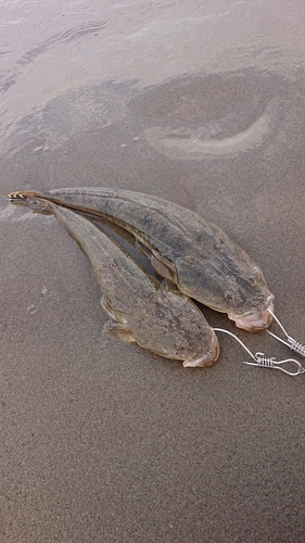 マゴチの釣果