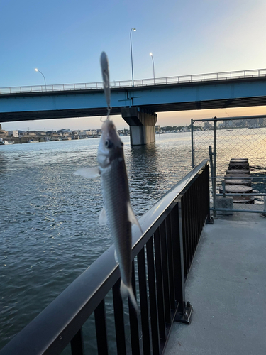 ニゴイの釣果