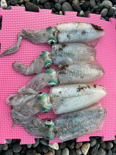 サゴシの釣果