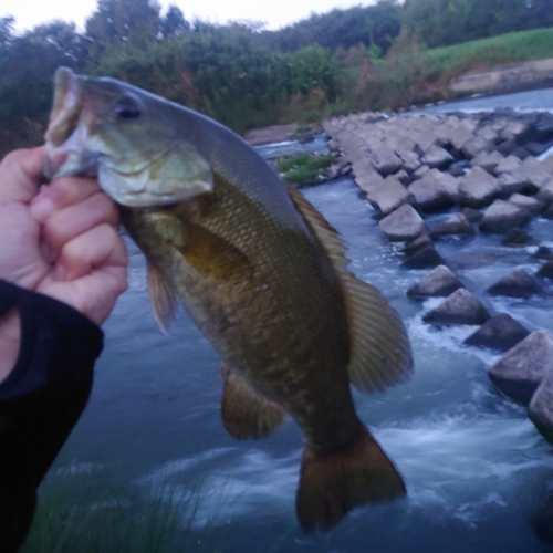 スモールマウスバスの釣果