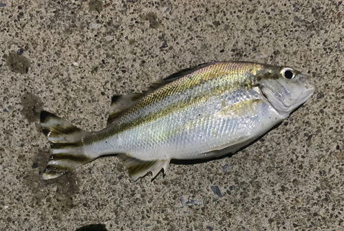 コトヒキの釣果