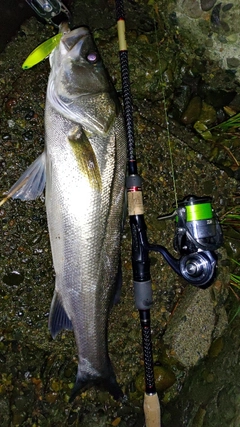 スズキの釣果