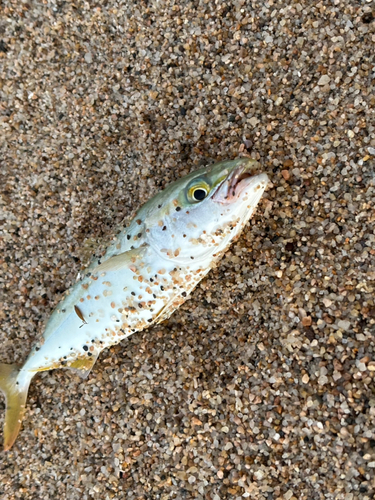 ツバスの釣果