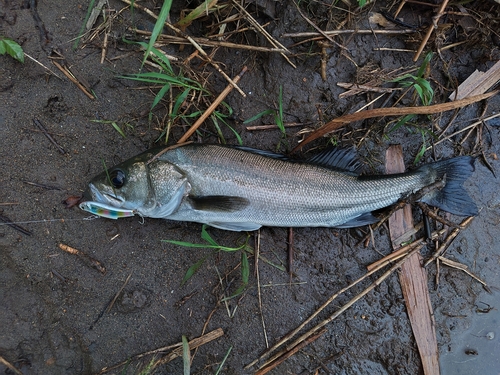 スズキの釣果