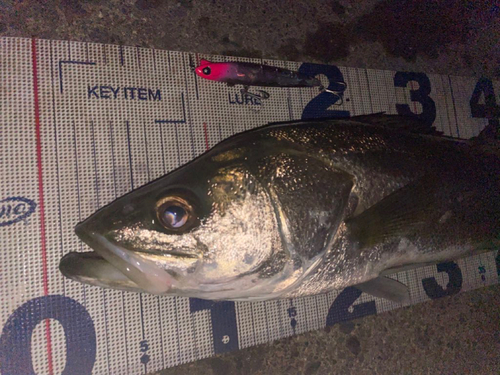 シーバスの釣果