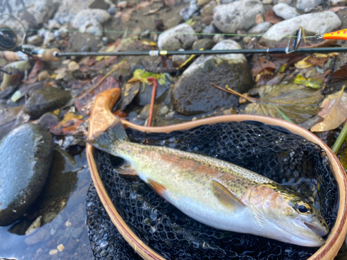 ニジマスの釣果